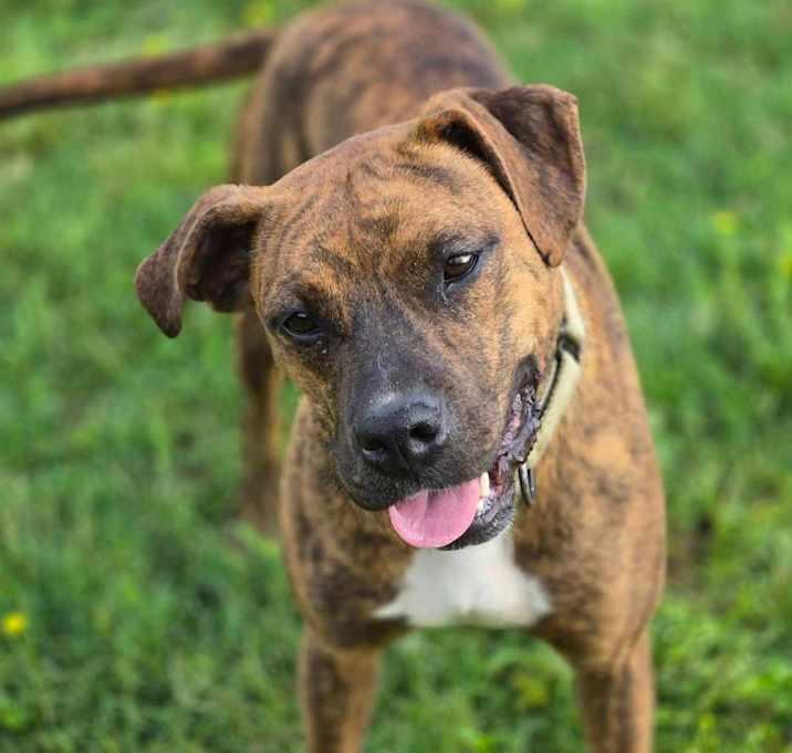 Lilo, a Adoptable Plott Hound in Brookshire, TX image 1/4