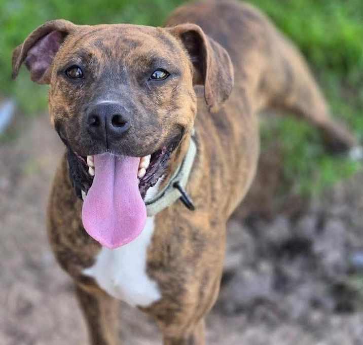 Lilo, a Adoptable Plott Hound in Brookshire, TX image 2/4