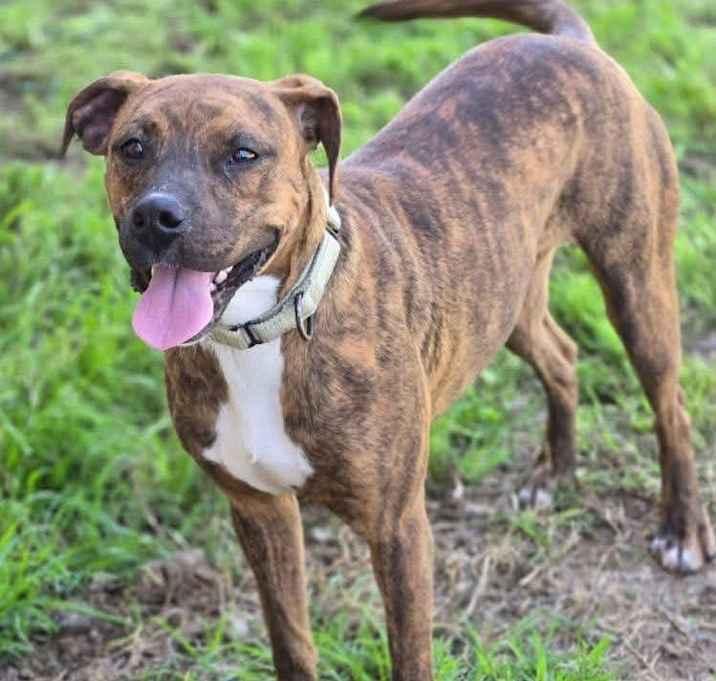 Lilo, a Adoptable Plott Hound in Brookshire, TX image 3/4