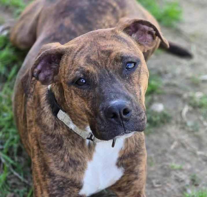 Lilo, a Adoptable Plott Hound in Brookshire, TX image 4/4