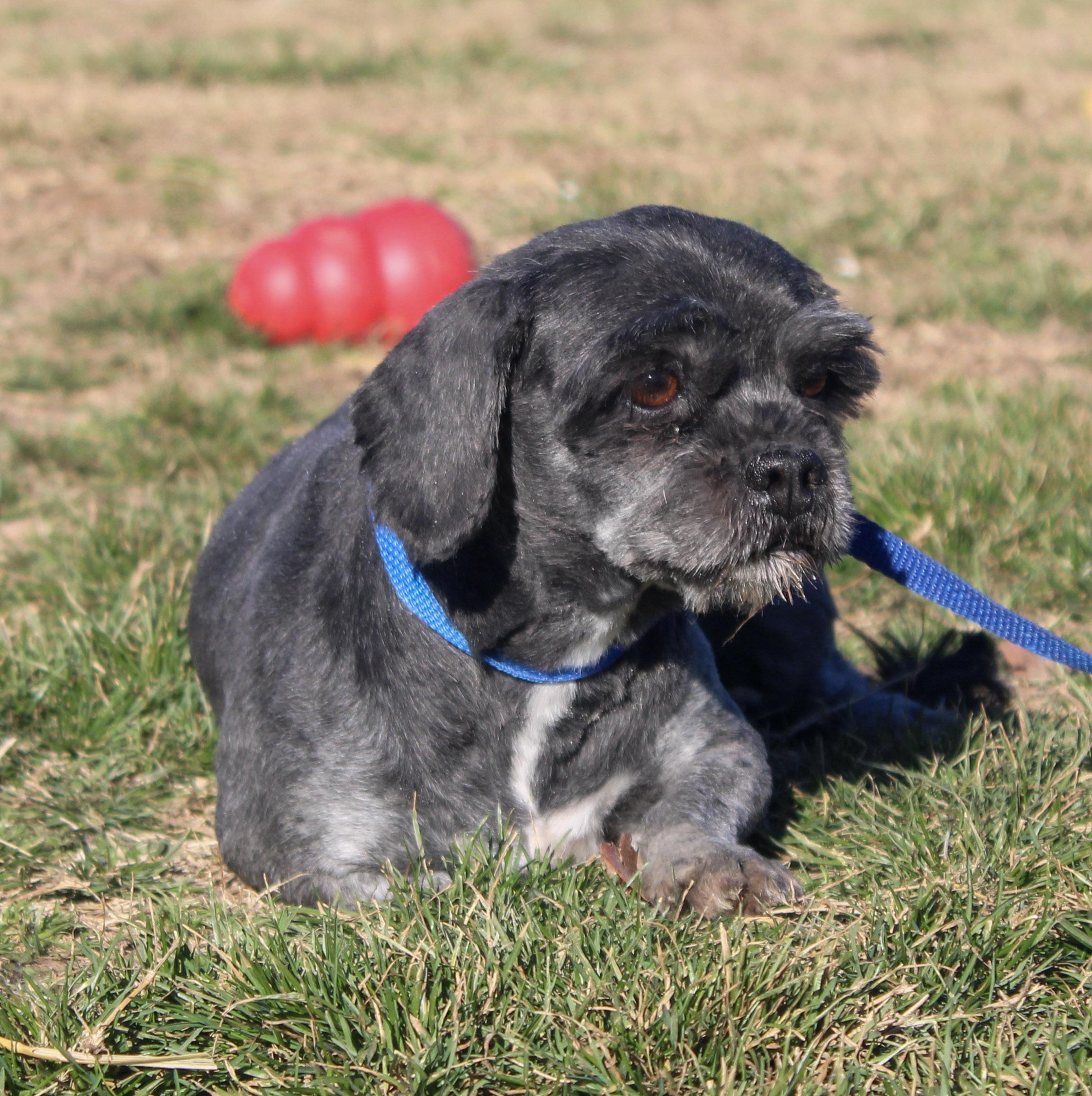 Enlarge Tallulah, a ADOPTABLE Lhasa Apso in Neosho, MO image 2/2
