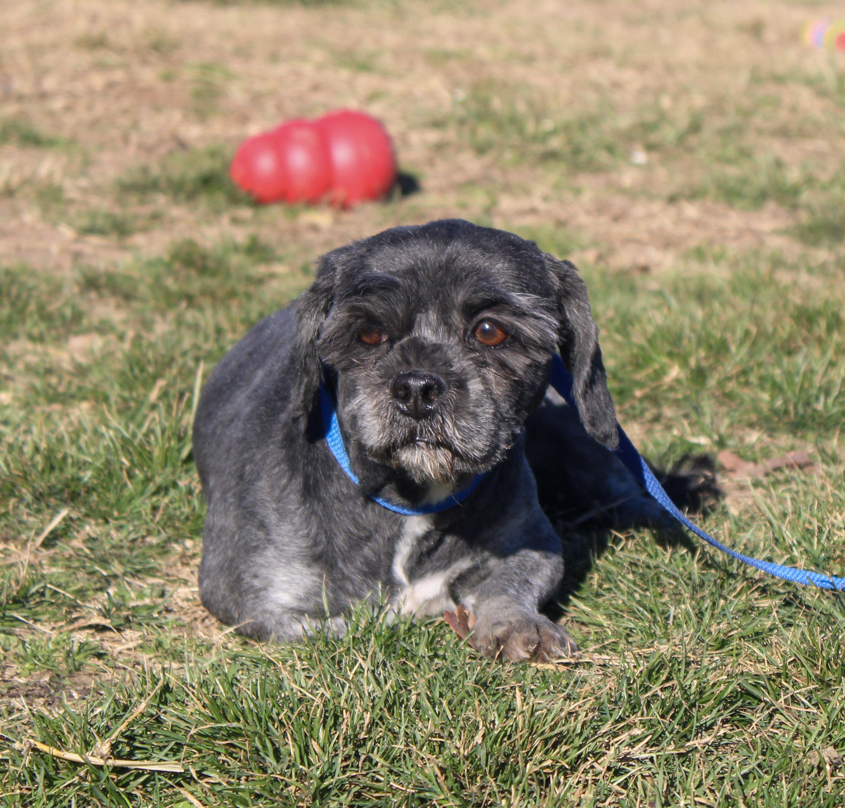Enlarge Tallulah, a ADOPTABLE Lhasa Apso in Neosho, MO image 1/2