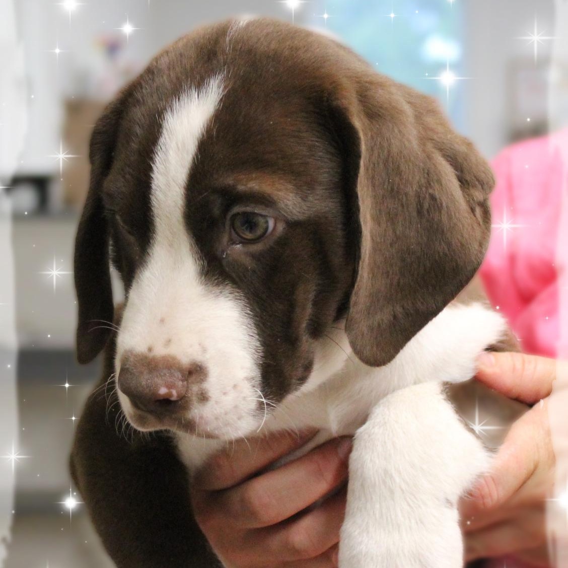Enlarge Max, a Adopted Mixed Breed in Amelia, OH image 1/1