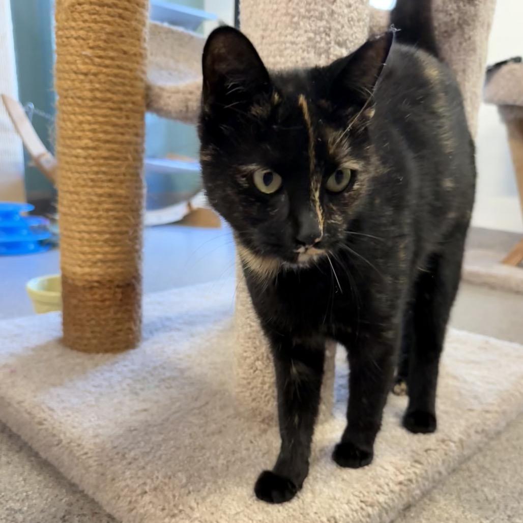 Maisie, Adoptable, Young Female Domestic Short Hair.