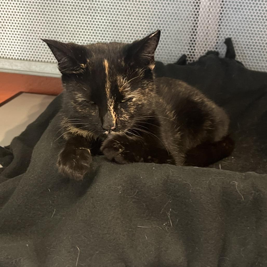 Maisie, Adoptable, Young Female Domestic Short Hair.