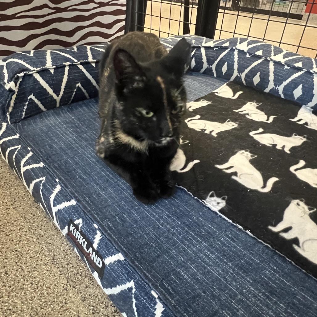 Enlarge Maisie, a Adoptable Domestic Short Hair in Sarasota, FL image 3/4