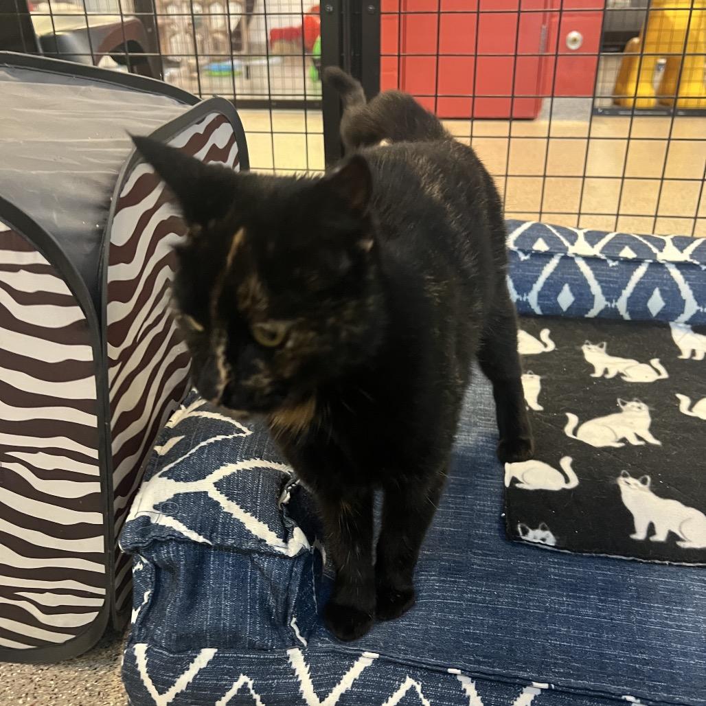 Enlarge Maisie, a Adoptable Domestic Short Hair in Sarasota, FL image 4/4