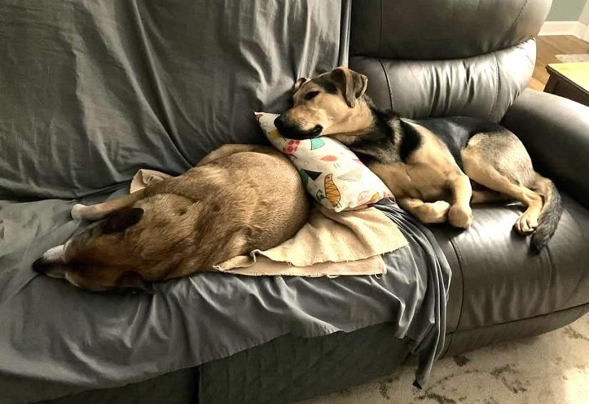 Enlarge RUSS, an adopted mixed breed in Pegram, TN image 3/6