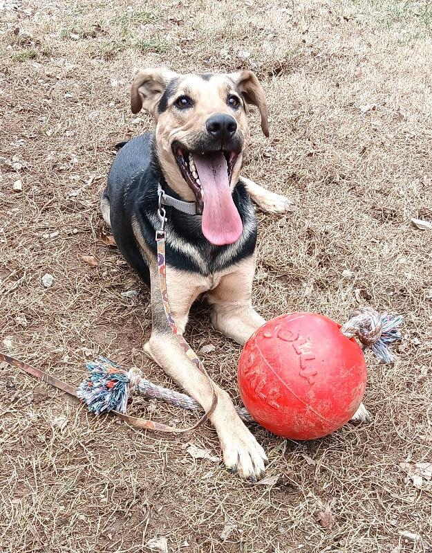 Enlarge RUSS, an adopted mixed breed in Pegram, TN image 1/6