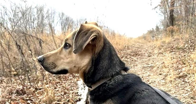 Enlarge RUSS, an adopted mixed breed in Pegram, TN image 6/6