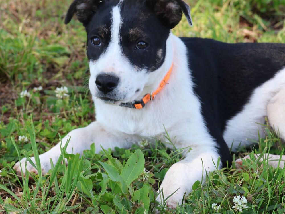 Enlarge Dottie, a Adoptable mixed breed in Hartwell, GA image 1/5