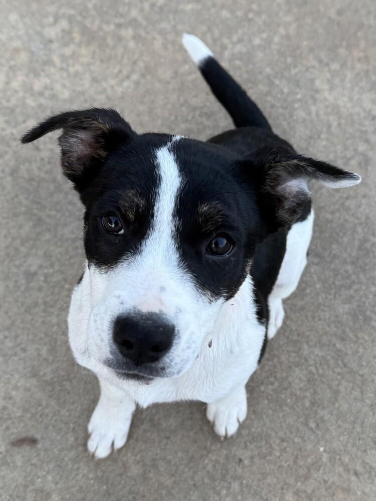 Enlarge Dottie, a Adoptable mixed breed in Hartwell, GA image 2/5