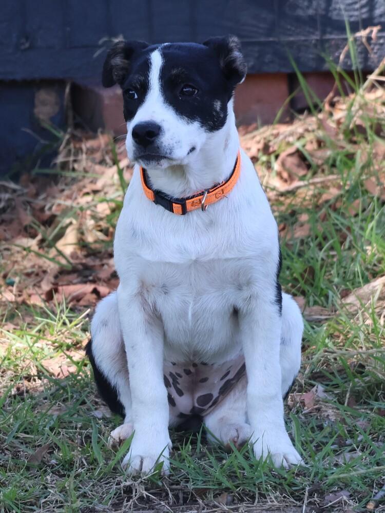 Enlarge Dottie, a Adoptable mixed breed in Hartwell, GA image 3/5