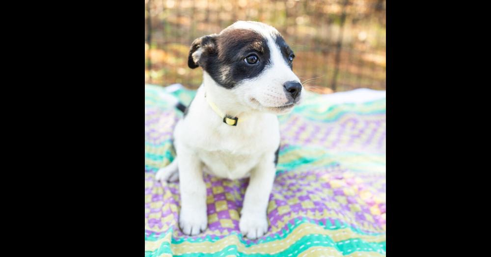 Enlarge Dottie, a Adoptable mixed breed in Hartwell, GA image 1/1