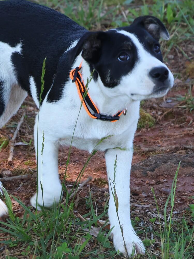 Enlarge Dottie, a Adoptable mixed breed in Hartwell, GA image 5/5