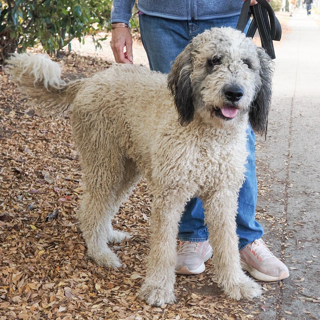 WINNIE, Adoptable, Adult Female Standard Poodle & Mixed Breed.