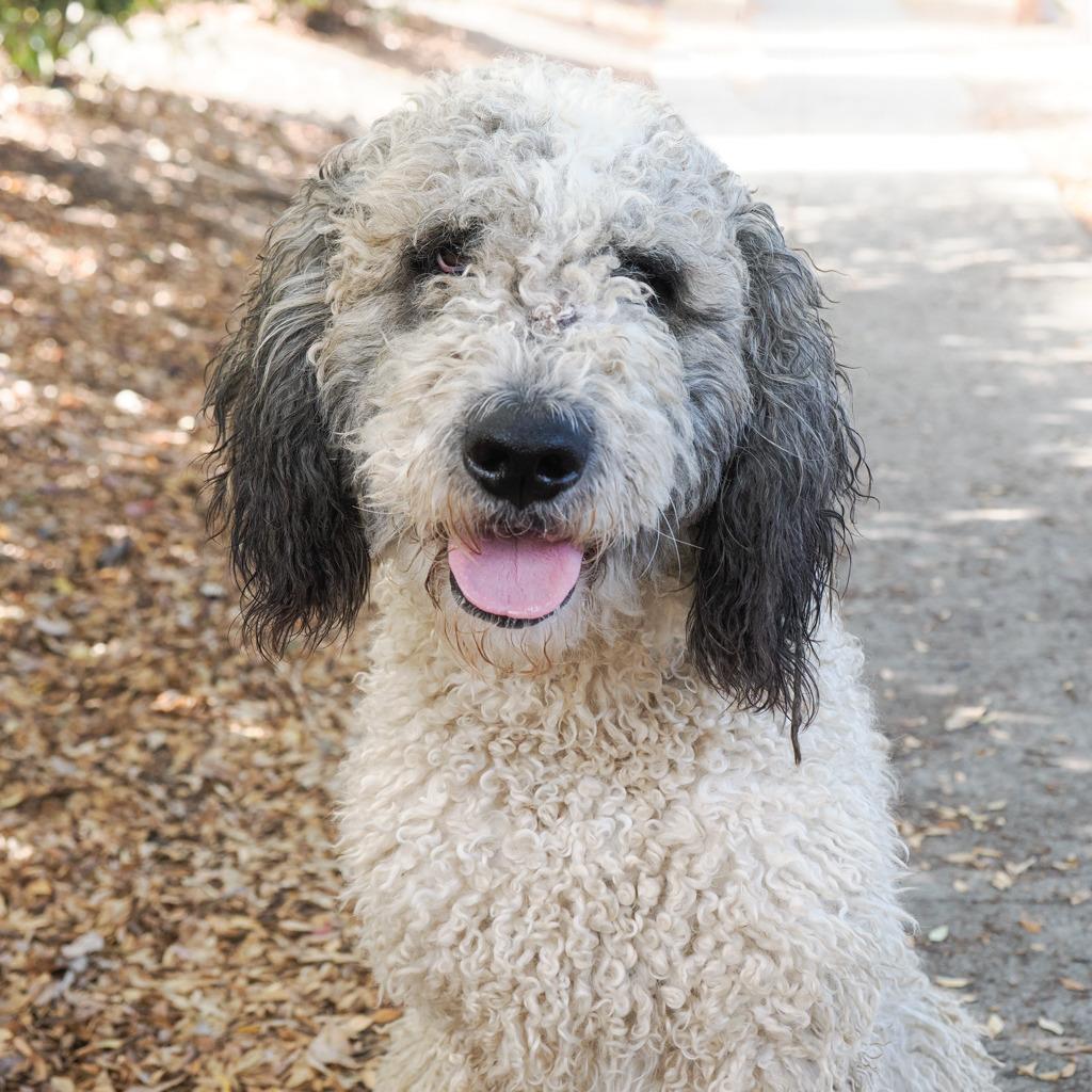 Enlarge WINNIE, a Adoptable mixed breed in Point Richmond, CA image 2/5