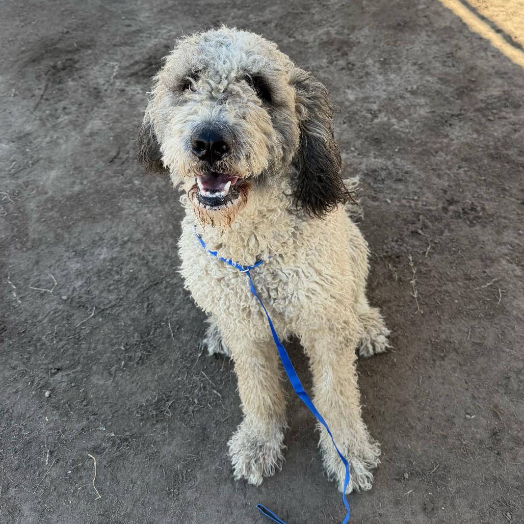 Enlarge WINNIE, a Adoptable mixed breed in Point Richmond, CA image 3/5