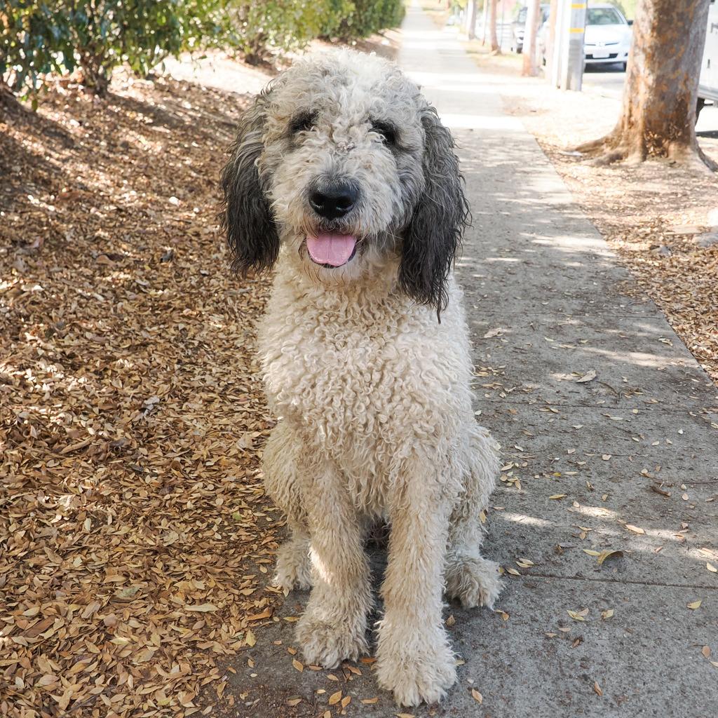 Enlarge WINNIE, a Adoptable mixed breed in Point Richmond, CA image 4/5