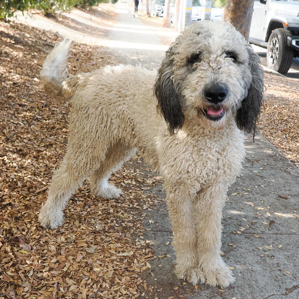Enlarge WINNIE, a Adoptable mixed breed in Point Richmond, CA image 5/5
