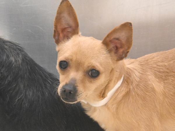 Wanda, Adoptable, Young Female Chihuahua.