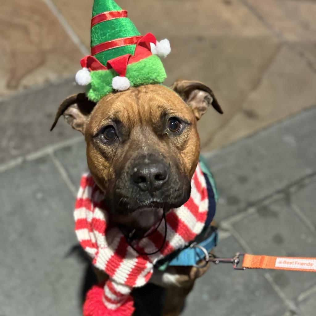 Nigel — thumbnail 2