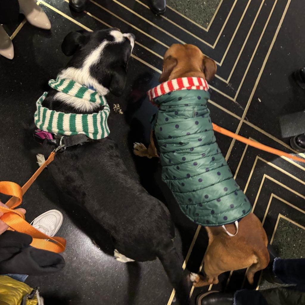 Nigel — thumbnail 3