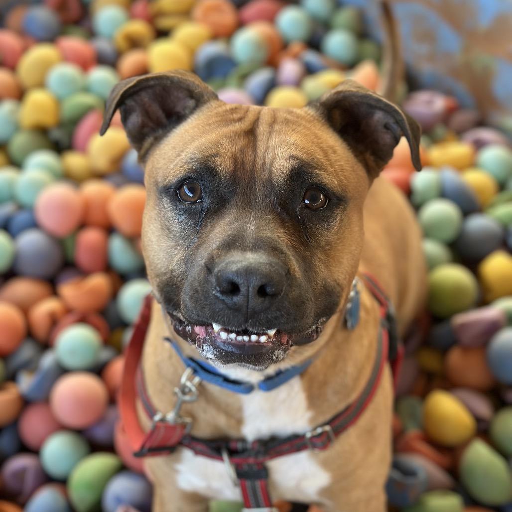 Nigel — thumbnail 4