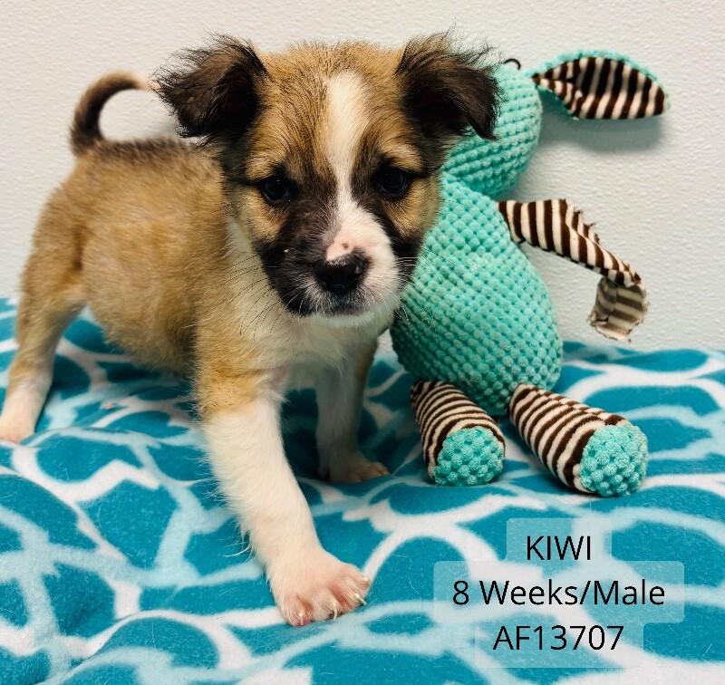 Enlarge Kiwi, a Adoptable mixed breed in Supply, NC image 1/2