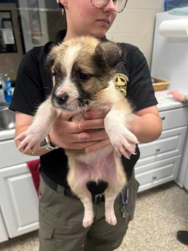 Enlarge Kiwi, a Adoptable mixed breed in Supply, NC image 2/2