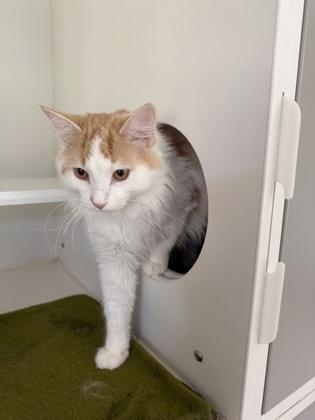 Mario, Adoptable, Adult Male Domestic Medium Hair & Domestic Short Hair.