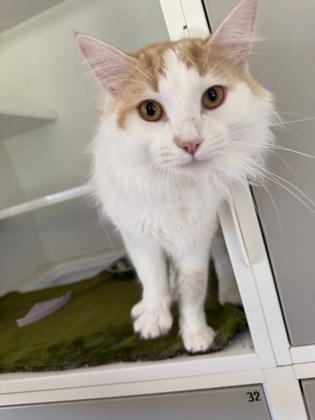 Enlarge Mario, a Adoptable mixed breed in Traverse City, MI image 2/2
