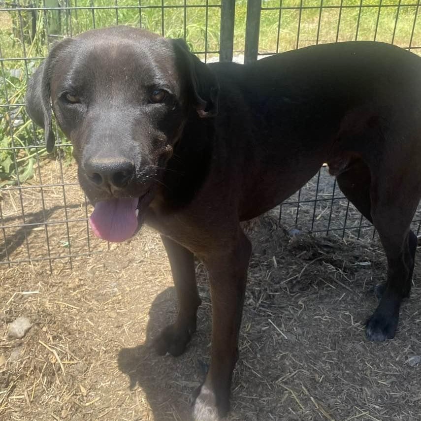 Jade, an adoptable Black Labrador Retriever, Mixed Breed in Wentzville, MO, 63385 | Photo Image 4