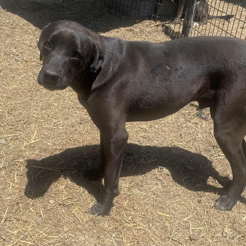 Jade, an adoptable Black Labrador Retriever, Mixed Breed in Wentzville, MO, 63385 | Photo Image 2
