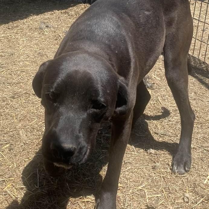 Jade, an adoptable Black Labrador Retriever, Mixed Breed in Wentzville, MO, 63385 | Photo Image 5