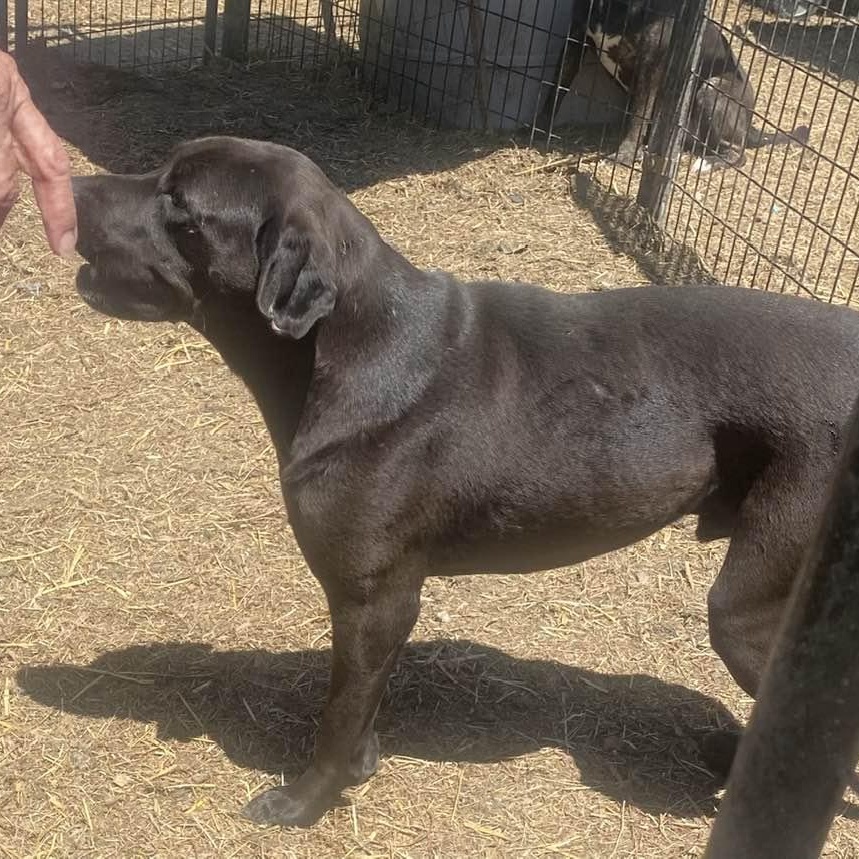 Jade, an adoptable Black Labrador Retriever, Mixed Breed in Wentzville, MO, 63385 | Photo Image 3