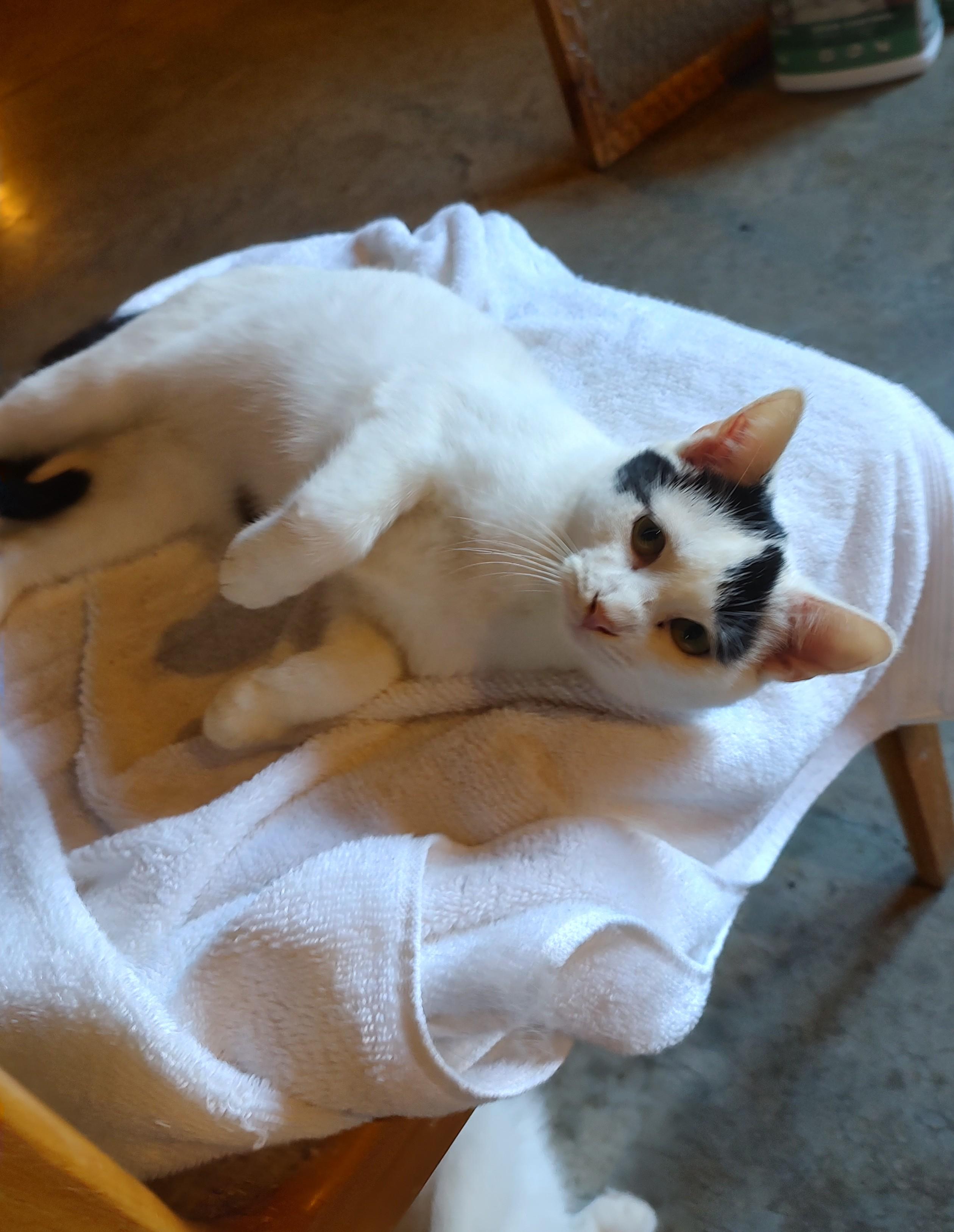 Enlarge Bert and Ernie, a Adoptable Domestic Short Hair in Harned, KY image 1/3