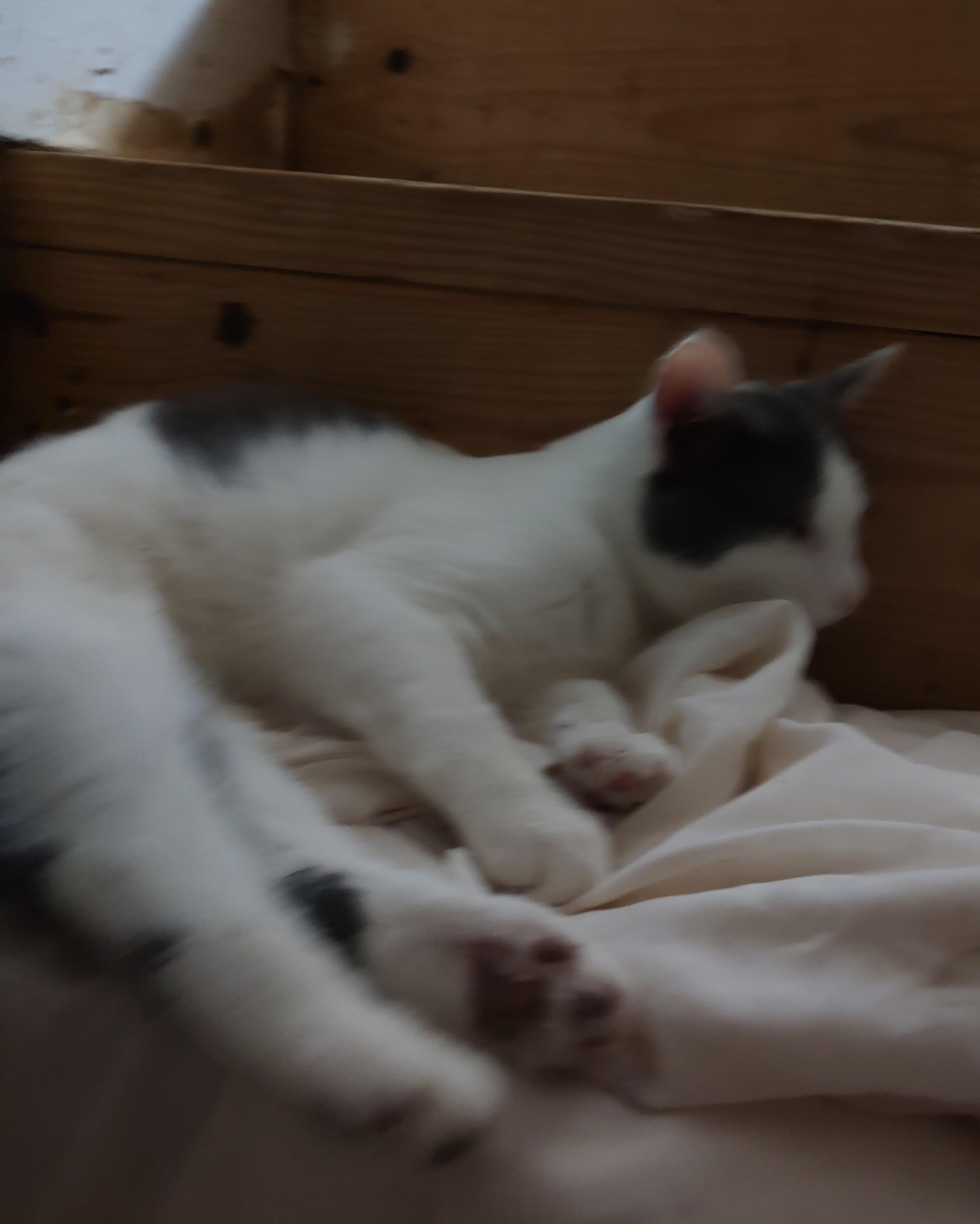 Enlarge Bert and Ernie, a Adoptable Domestic Short Hair in Harned, KY image 2/3