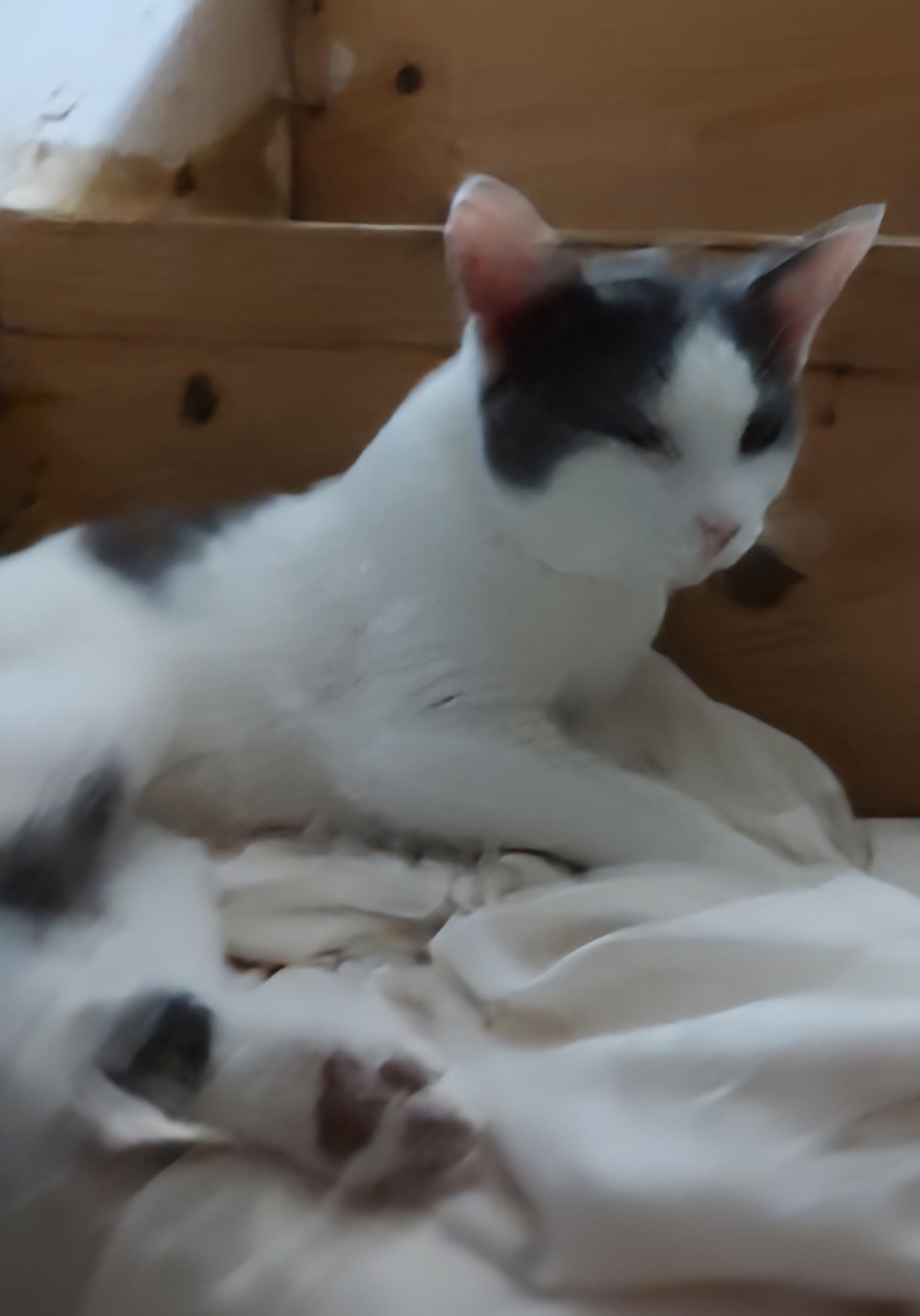 Enlarge Bert and Ernie, a Adoptable Domestic Short Hair in Harned, KY image 3/3