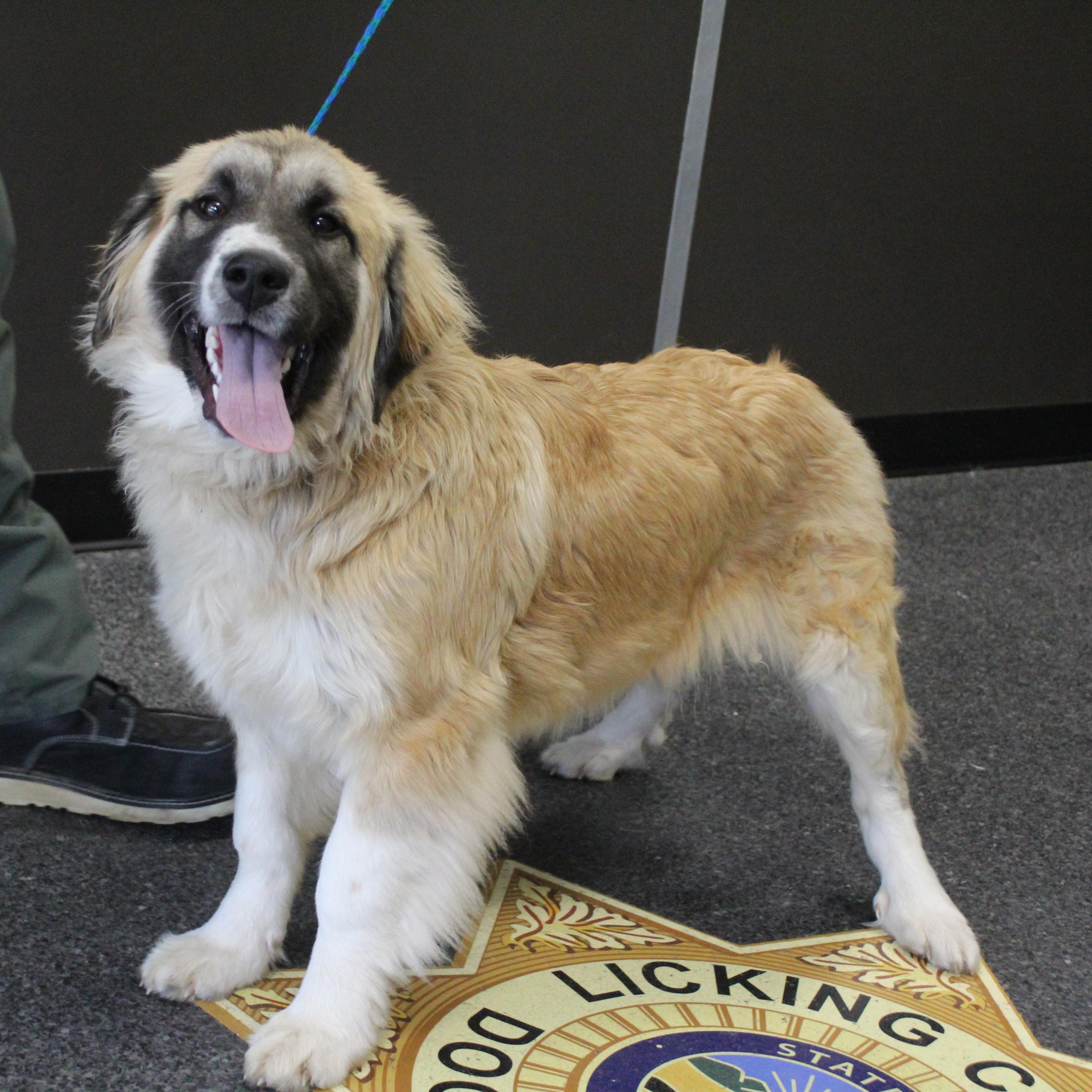 Jelly (11597), an adopted mixed breed in Heath, OH image 1/2