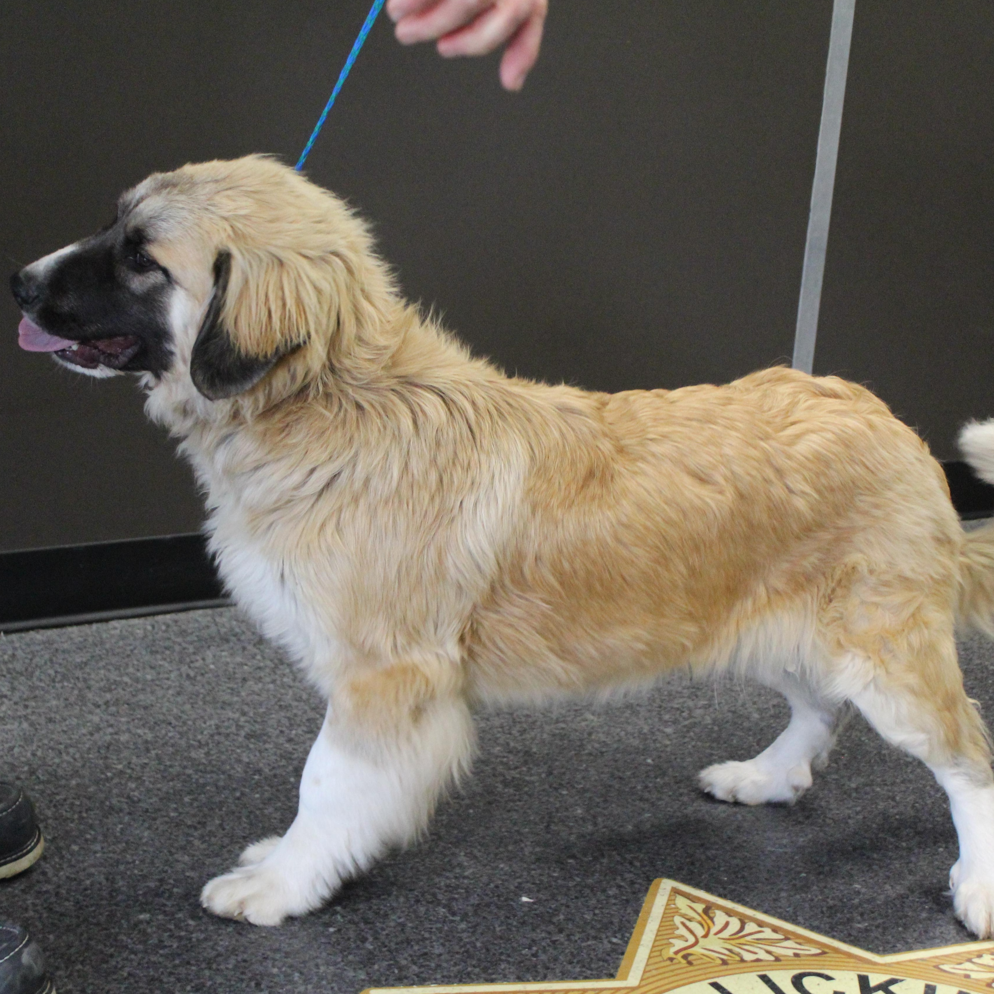 Jelly (11597), an adopted mixed breed in Heath, OH image 2/2