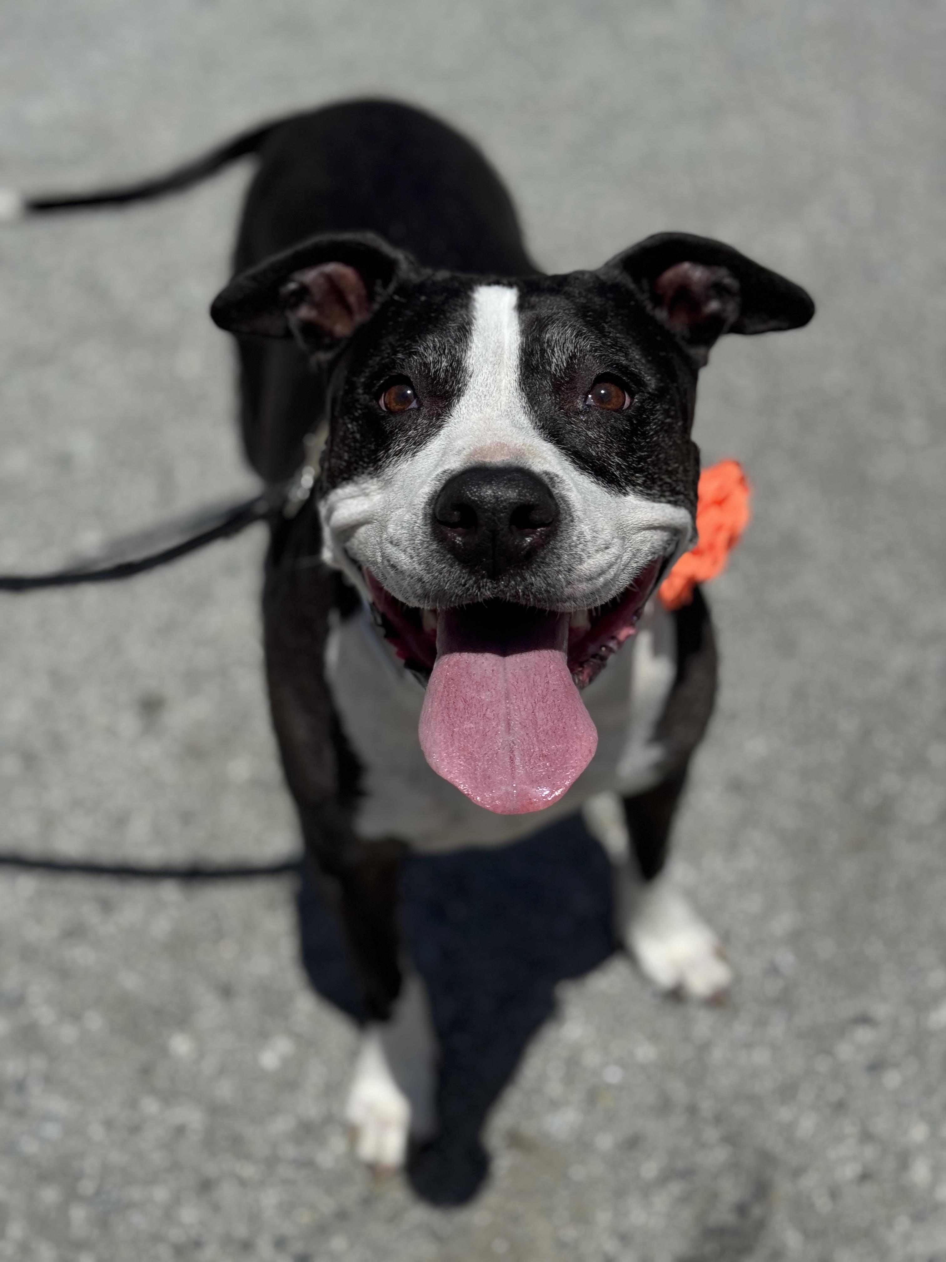 *Courtesy Post INDY, Adoptable, Senior Female Pit Bull Terrier.