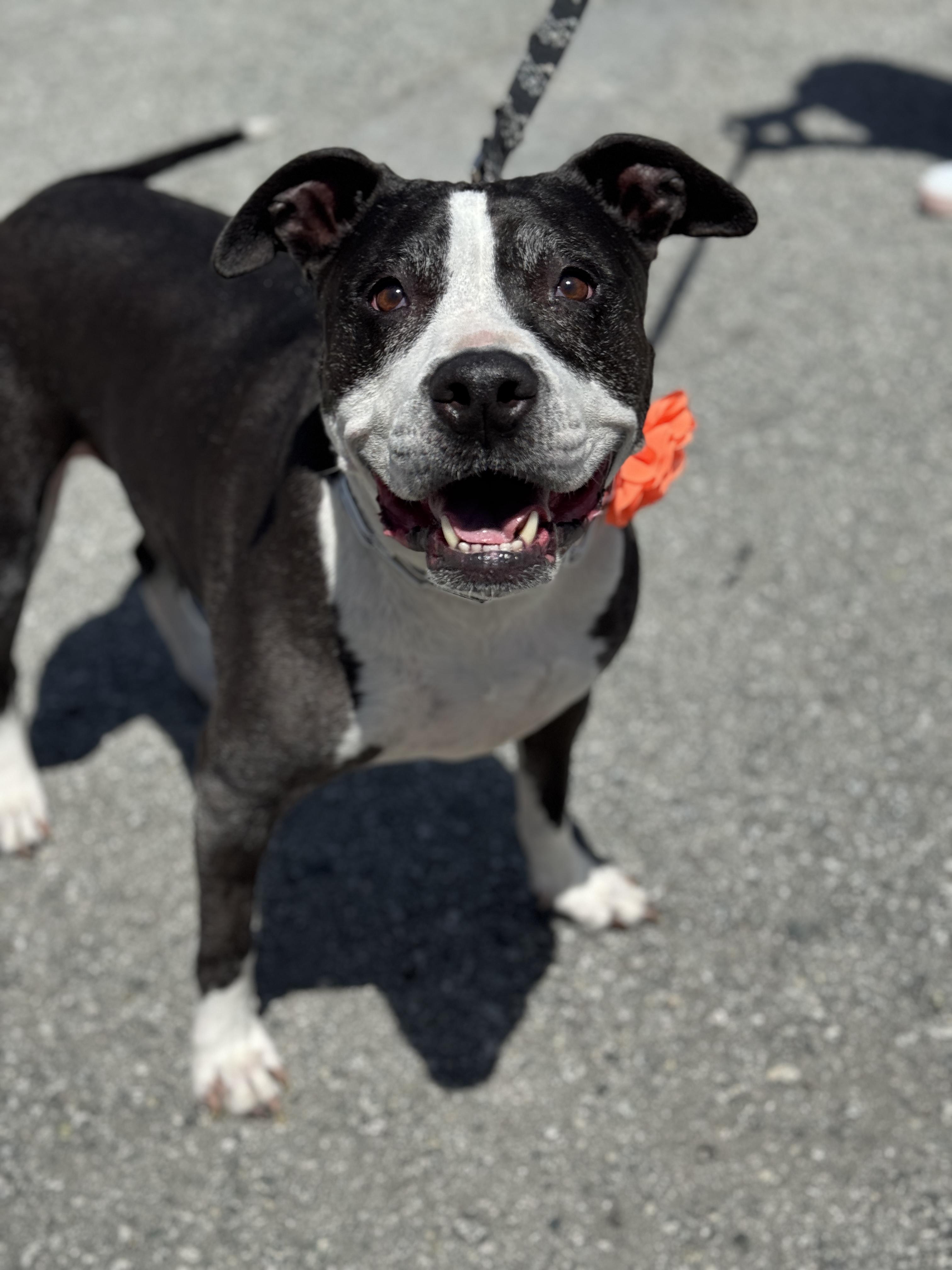 Enlarge *Courtesy Post INDY, a Adoptable Pit Bull Terrier in San Francisco, CA image 2/3