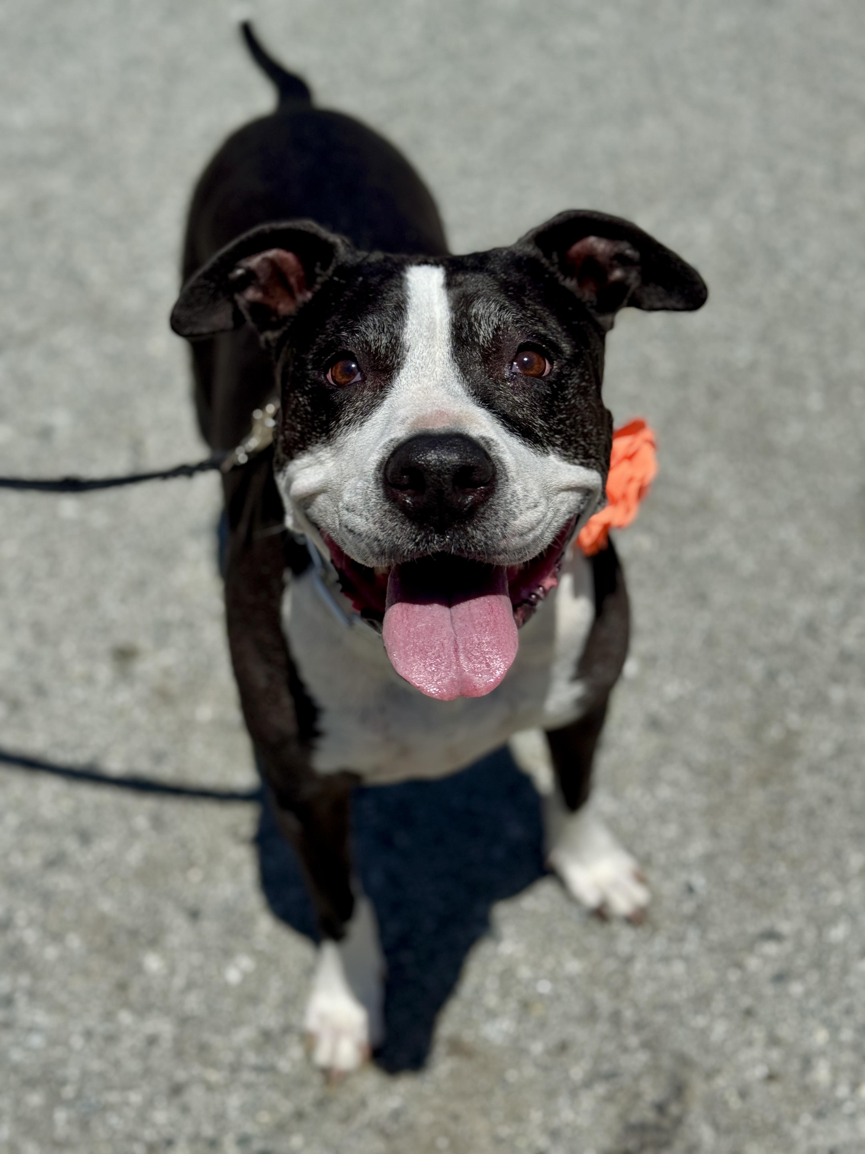 Enlarge *Courtesy Post INDY, a Adoptable Pit Bull Terrier in San Francisco, CA image 3/3