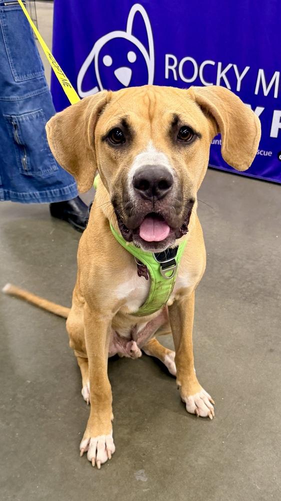 BLAZE, Adoptable, Puppy Male Boxer.