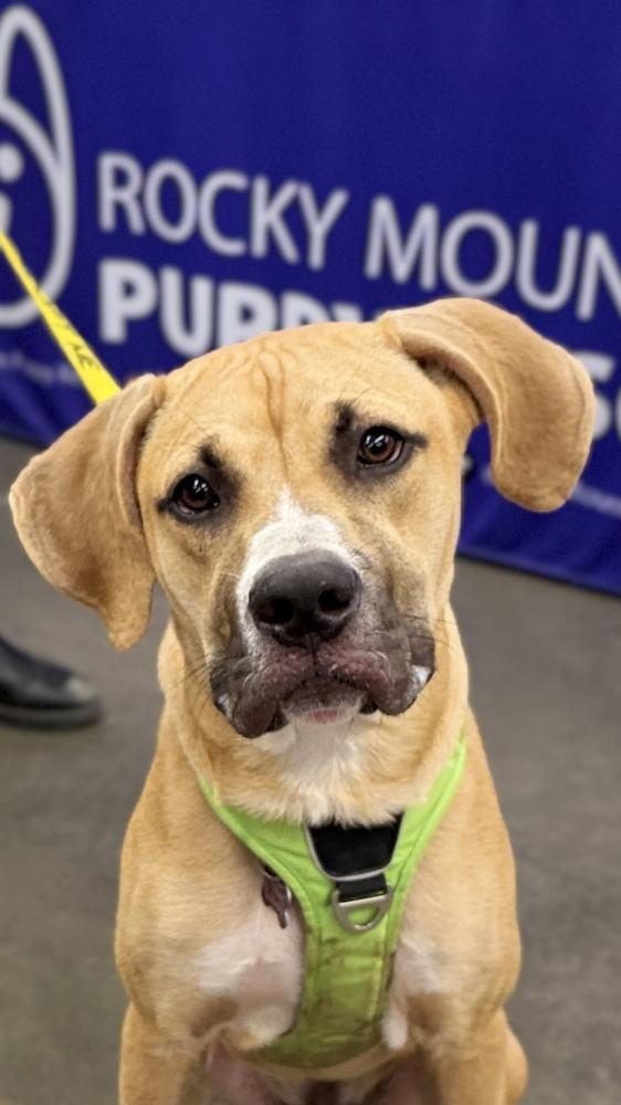 Enlarge BLAZE, a Adoptable Boxer in Thornton, CO image 2/5
