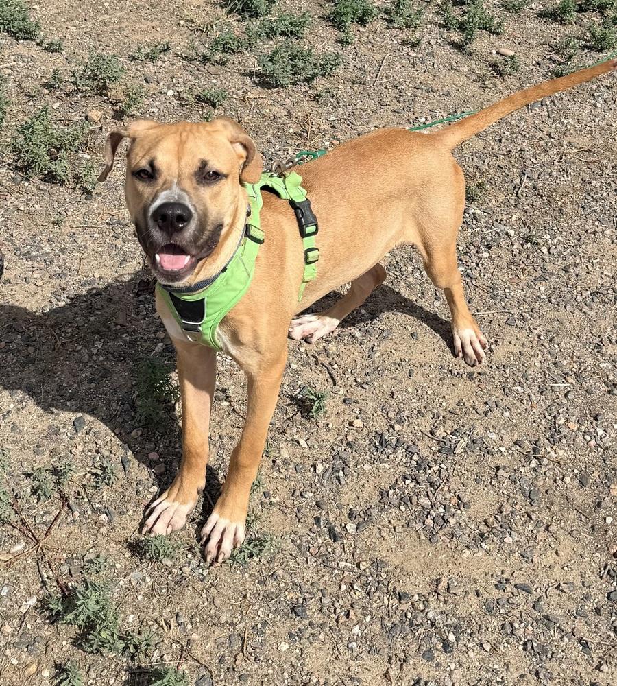 Enlarge BLAZE, a Adoptable Boxer in Thornton, CO image 3/5
