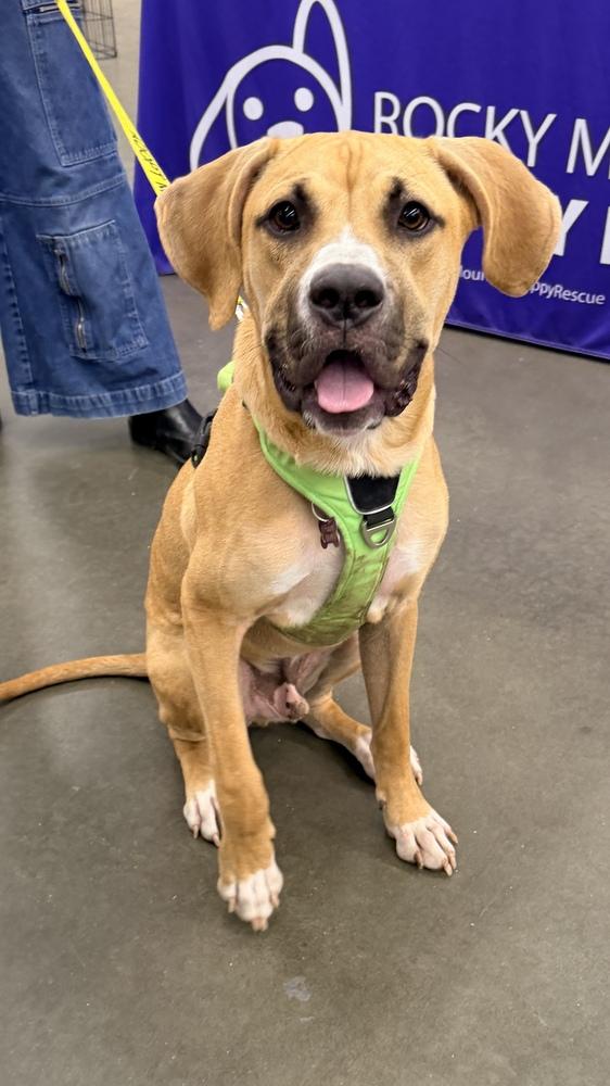 Enlarge BLAZE, a Adoptable Boxer in Thornton, CO image 4/5