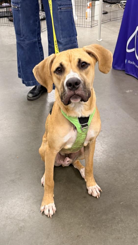 Enlarge BLAZE, a Adoptable Boxer in Thornton, CO image 5/5