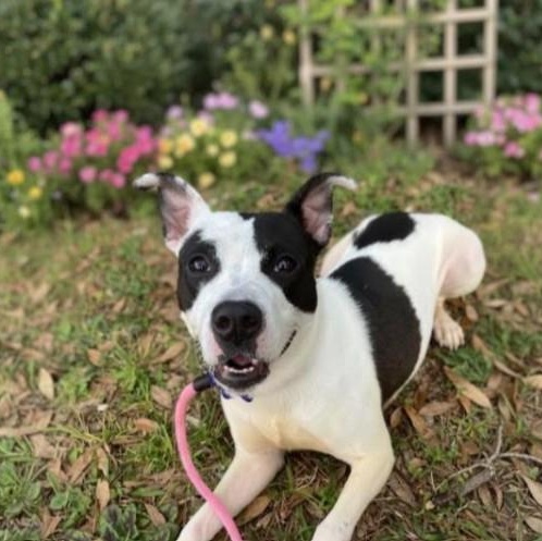 Enlarge Annie, a Adoptable Mixed Breed in Palm Harbor, FL image 2/6